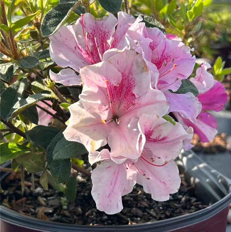 Azalea Encore Autumn Twist bush with vibrant orange and red fall foliage, planted in a garden setting.