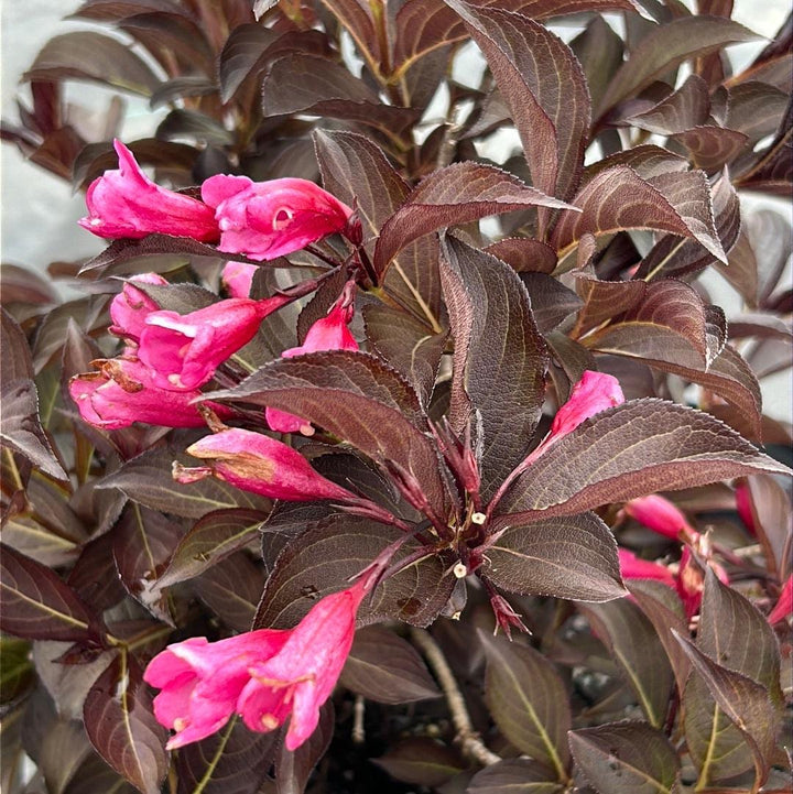 Weigela Wine &amp; Roses® bush with vibrant pink and red flowers, lush green foliage, and compact growth habit, from GoBuyPlants®.