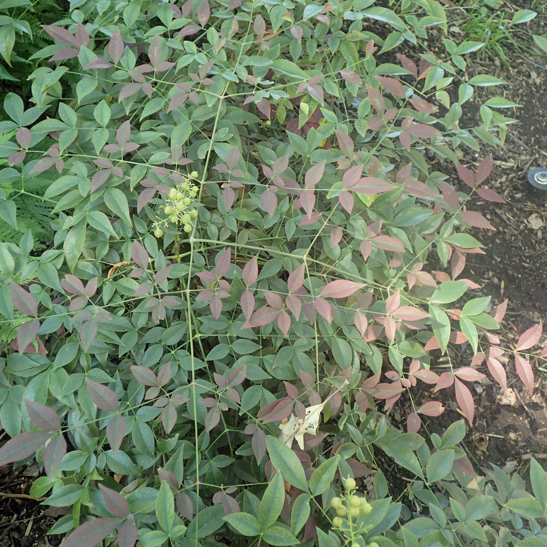 Nandina Flirt™ Bush from GoBuyPlants®, showing vibrant green and red foliage in a lush garden setting.