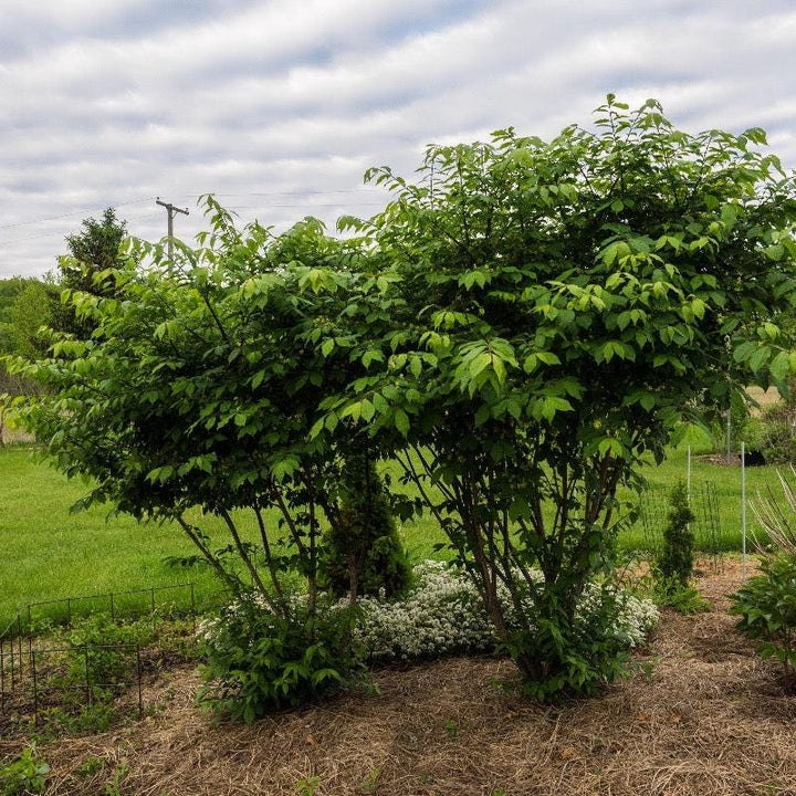 Euonymus a. Compactus bush from GoBuyPlants® with dense green foliage, ideal for garden landscaping.