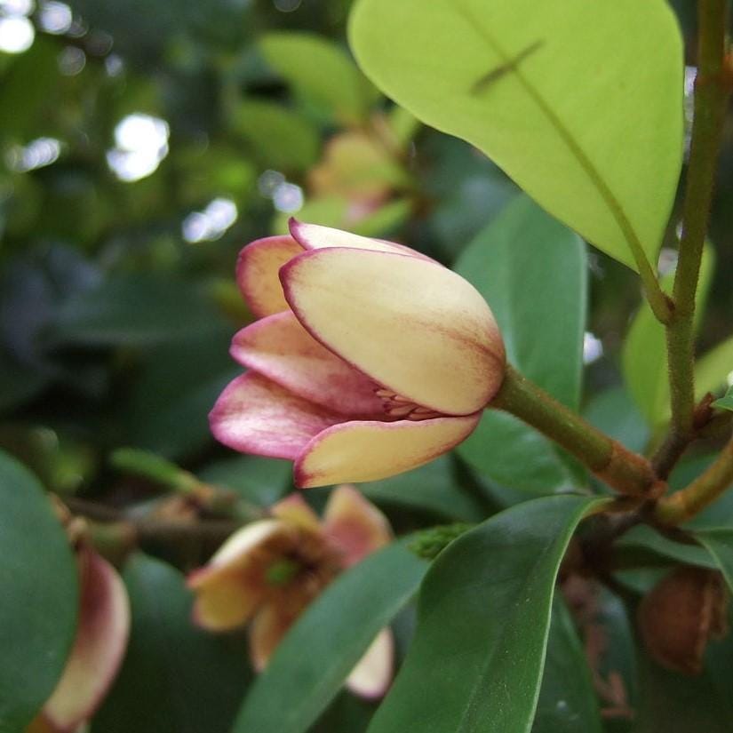 Magnolia Stellar Ruby bush from GoBuyPlants® with vibrant ruby-red blossoms and glossy green leaves.
