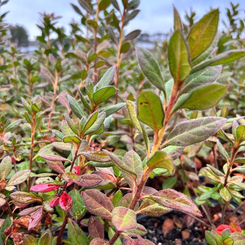Azalea Encore Autumn Rouge bush with vibrant red-orange flowers, part of GoBuyPlants&