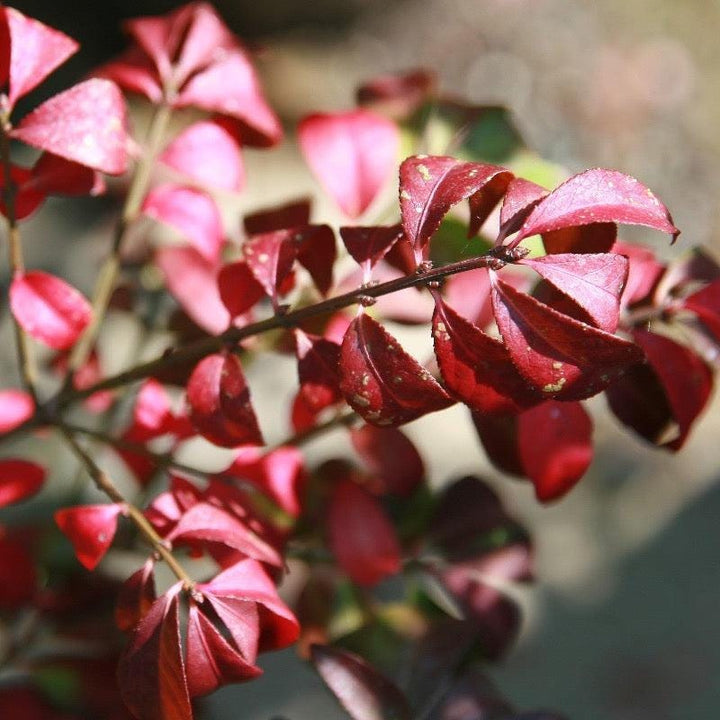 Euonymus a. Compactus bush from GoBuyPlants®, showcasing dense green foliage ideal for landscaping or garden decoration.