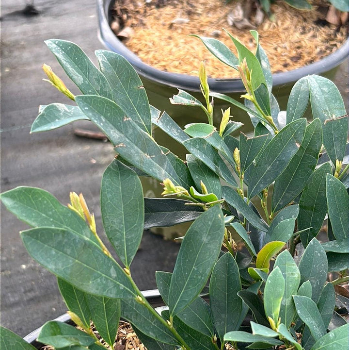 Distylium Blue Cascade® bush, lush green leaves with cascading branches, healthy evergreen shrub from GoBuyPlants®.