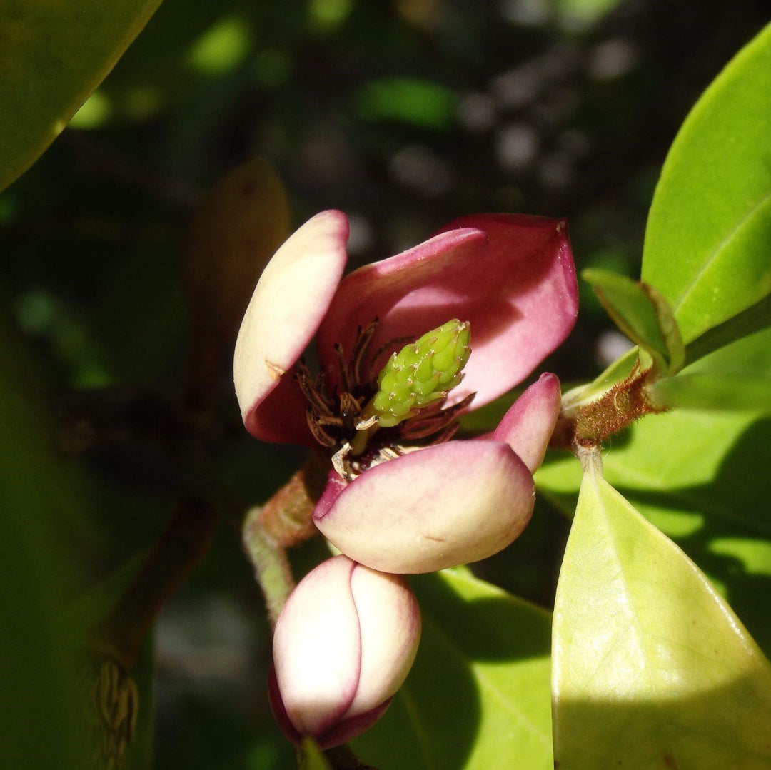 Magnolia Stellar Ruby bush by GoBuyPlants® with vibrant red flowers and glossy green leaves, in a garden setting.