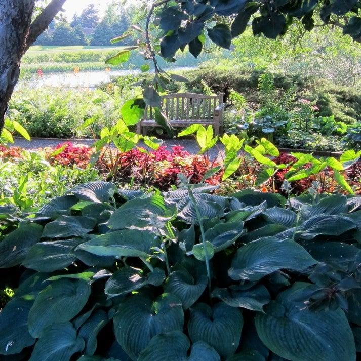 Blue Angel hosta plant from GoBuyPlants® showing lush green and blue foliage in a garden setting.