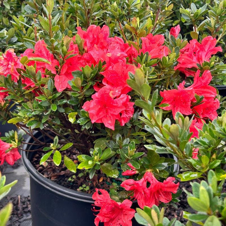 Lush azalea bush from GoBuyPlants® with vibrant pink flowers, perfect for garden landscaping and decorative greenery.