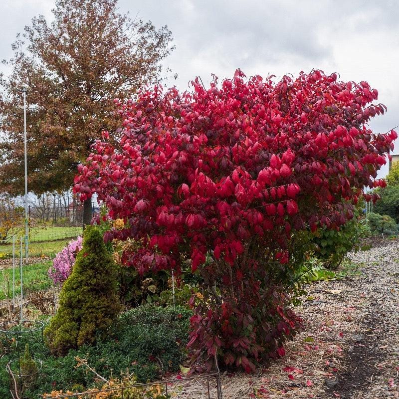 Euonymus a. Compactus bush, green dense shrub from GoBuyPlants®, showcasing lush foliage and compact growth habit.
