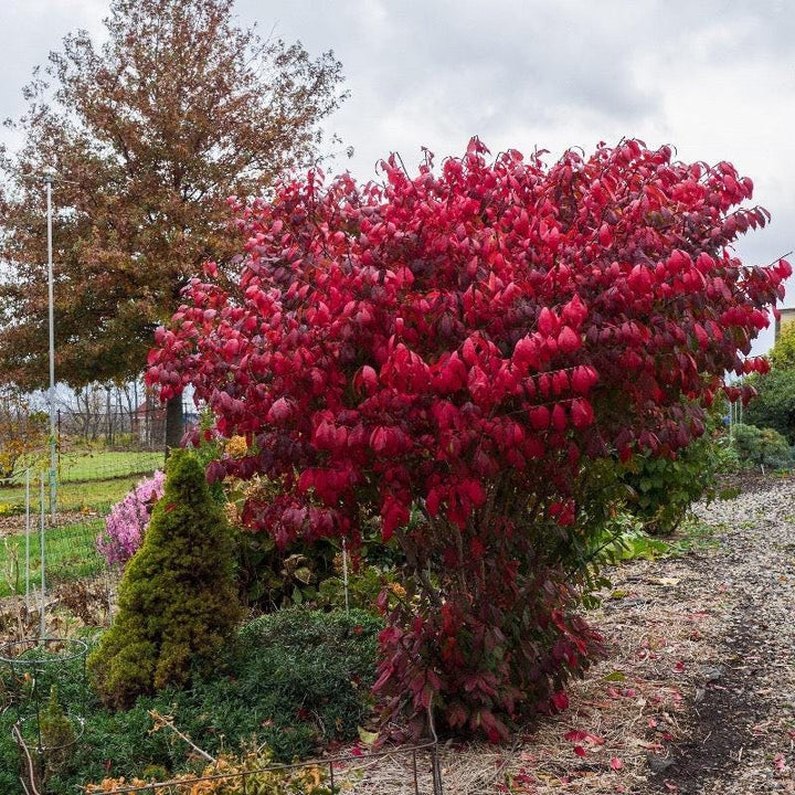 Euonymus a. Compactus bush, green dense shrub from GoBuyPlants®, showcasing lush foliage and compact growth habit.