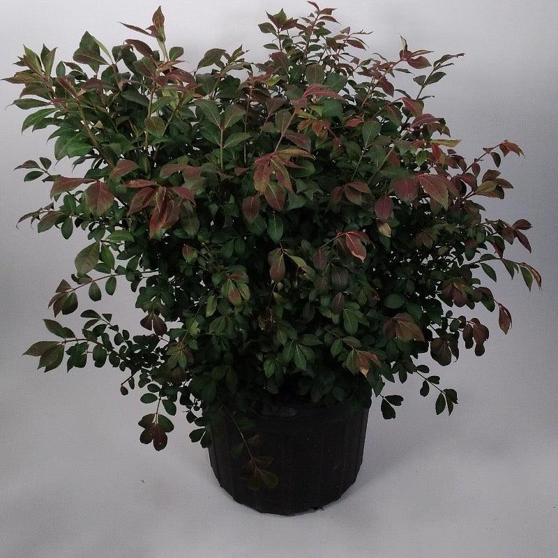 Euonymus a. Compactus bush by GoBuyPlants®, showing dense green foliage in a healthy shrub or small tree form.