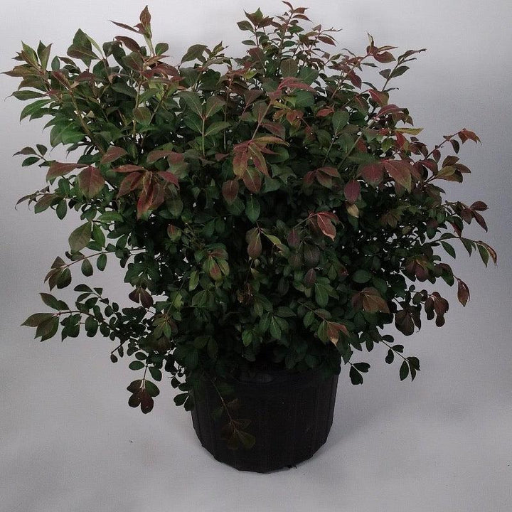 Euonymus a. Compactus bush by GoBuyPlants®, showing dense green foliage in a healthy shrub or small tree form.