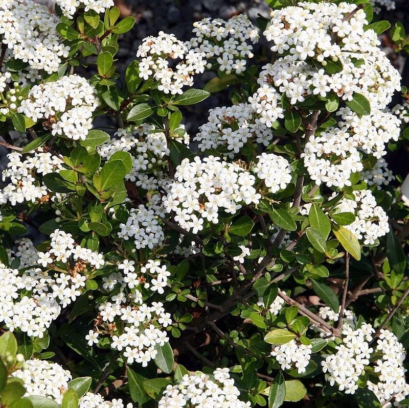 Dwarf Viburnum Reifler's bush from GoBuyPlants® showing green foliage and compact growth, ideal for landscaping and garden use.