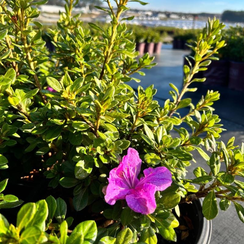 Azalea Encore Autumn Lilac bush by GoBuyPlants®, showing vibrant purple flowers and lush green foliage.