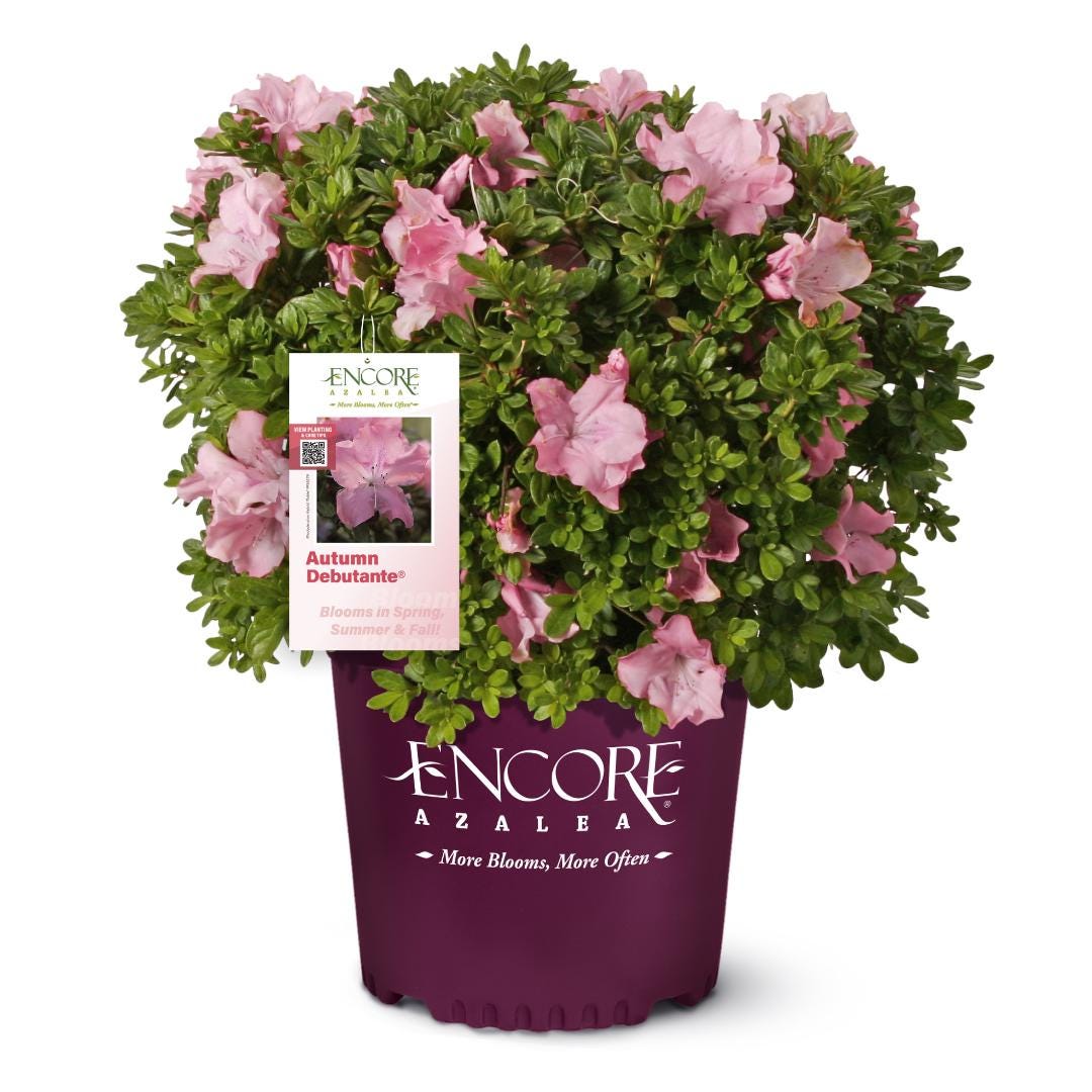 Azalea Encore Autumn Debutante bush with vibrant autumn foliage, lush green leaves, and multiple branches, planted in garden soil.