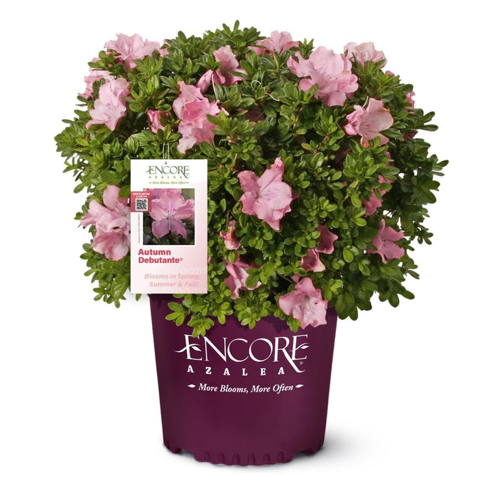 Azalea Encore Autumn Debutante bush with vibrant autumn foliage, lush green leaves, and multiple branches, planted in garden soil.