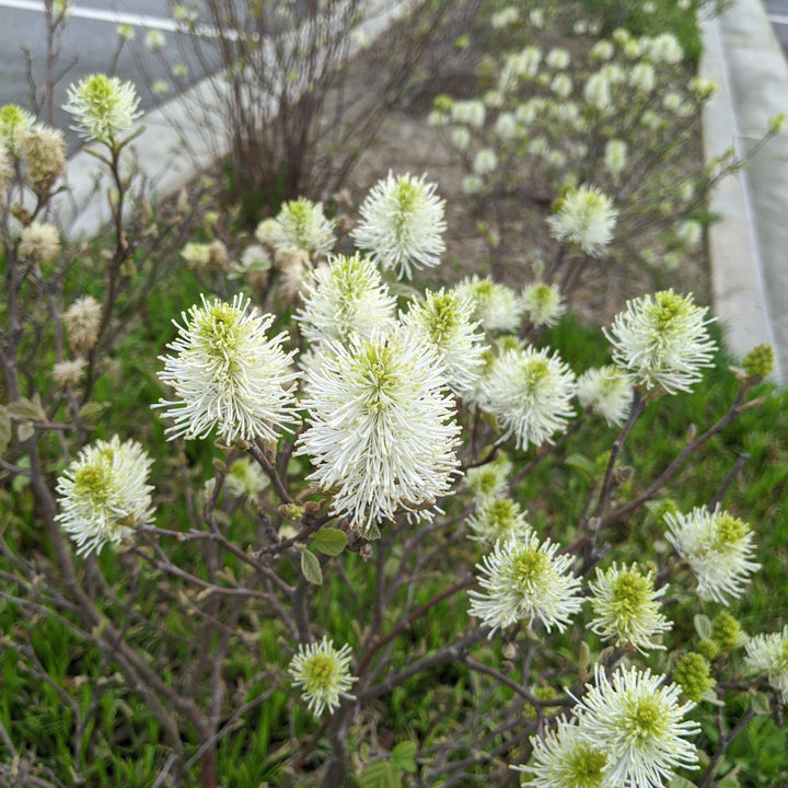 Fothergilla Mt. Airy shrub from GoBuyPlants® with green foliage, showcasing its dense, rounded bush form.