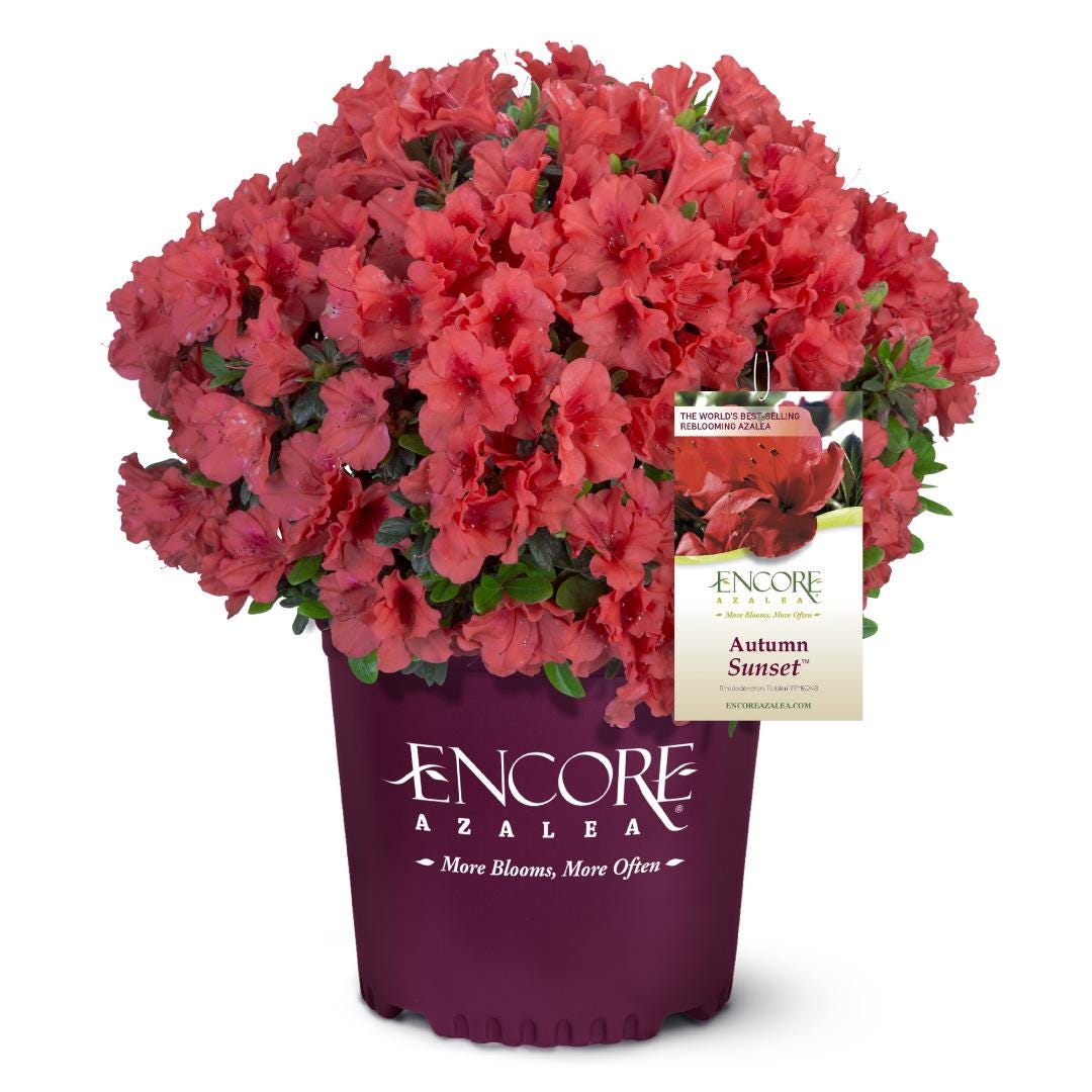 Azalea Encore Autumn Sunset bush from GoBuyPlants, showing vibrant orange and red fall foliage on a healthy shrub.