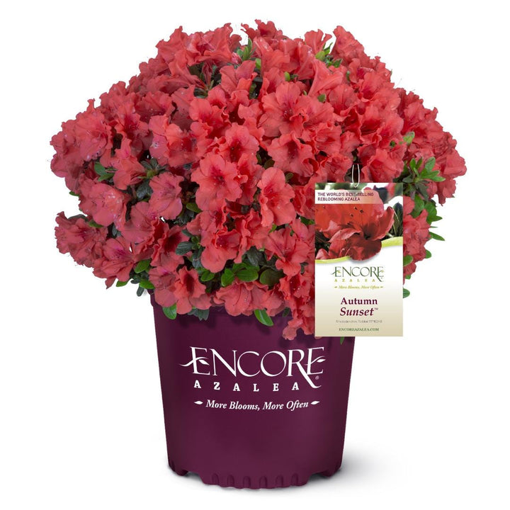 Azalea Encore Autumn Sunset bush from GoBuyPlants, showing vibrant orange and red fall foliage on a healthy shrub.