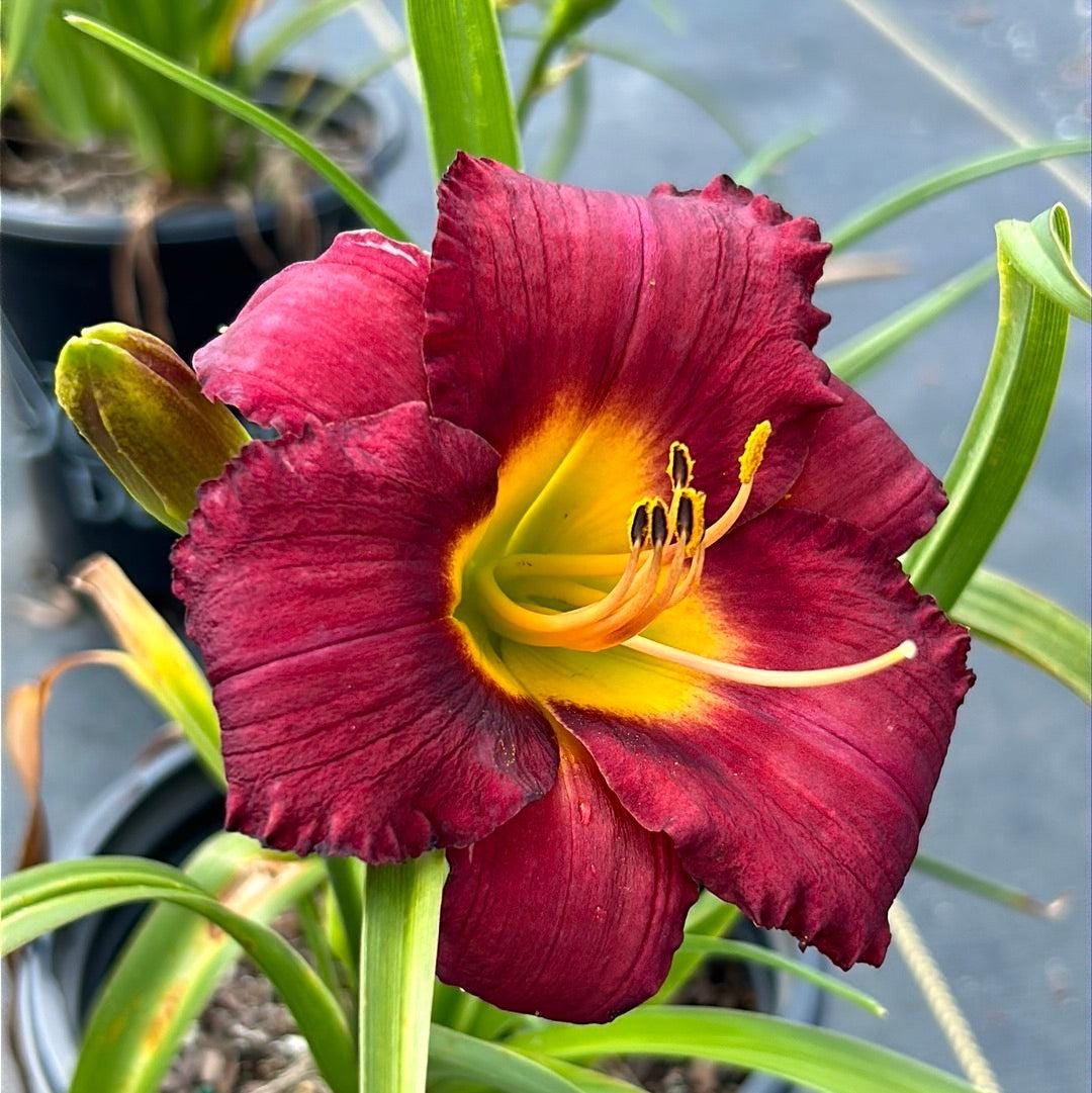 Pink daylily flower from GoBuyPlants® Hemerocallis Pardon Me bush showing vibrant blossoms and lush green foliage.