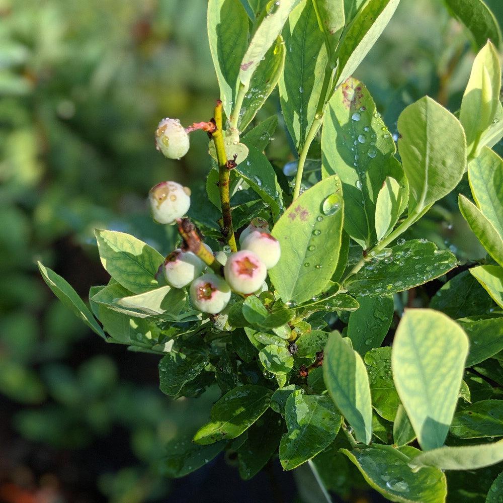Vaccinium ashei &amp;