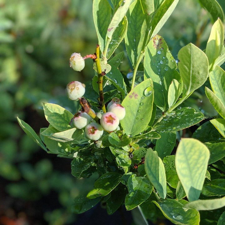 Vaccinium ashei &amp;