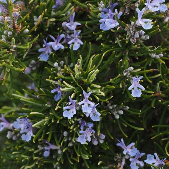 Rosemary bush from GoBuyPlants® in a pot, lush green herb plant ideal for culinary use and garden decoration.