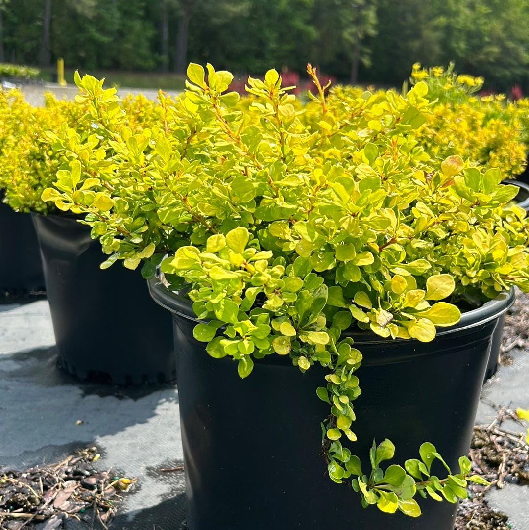 Tiny gold barberry bush from GoBuyPlants® with vibrant yellow foliage, compact shrub perfect for gardens and landscape accents.