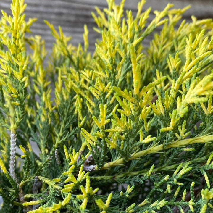 Juniper Gold Lace bush from GoBuyPlants® showcasing its lush, gold-tinted foliage and dense growth pattern.