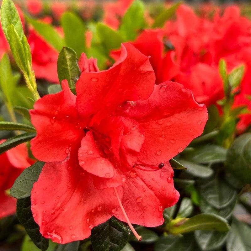 Azalea Encore Autumn Sunset bush with vibrant orange and yellow fall foliage, lush green leaves, and blooming flowers.