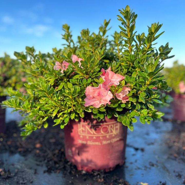 Azalea Encore Autumn Debutante bush with vibrant fall foliage, lush green leaves, and blooming flowers, by GoBuyPlants.