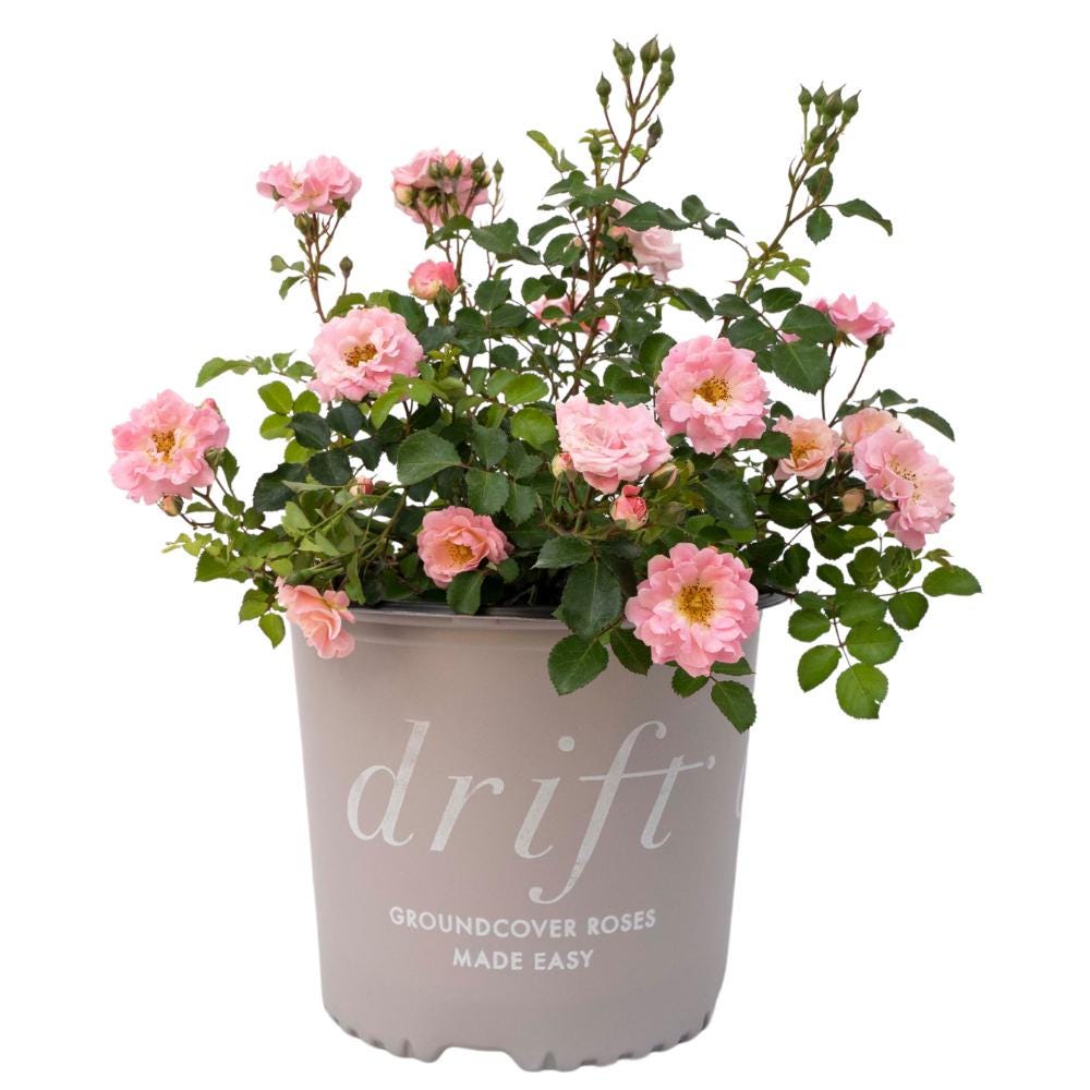 Rose Blushing Drift® bush with pink blossoms, shown in a garden setting, by GoBuyPlants®.