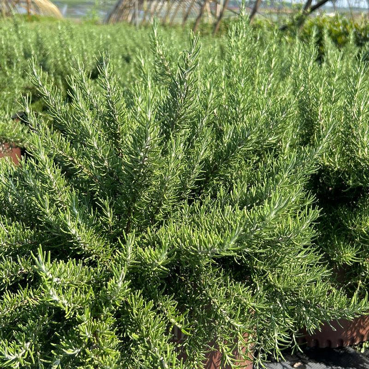 Rosemary bush from Chef&