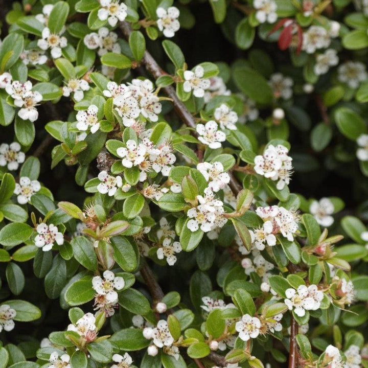 Cotoneaster Coral Beauty bush, a vibrant flowering shrub from GoBuyPlants®, showcasing its lush green foliage and bright coral berries.