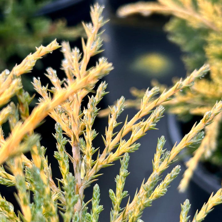 GoBuyPlants® Juniper Gold Lace bush with dense, vibrant yellow-green foliage, perfect for landscaping or garden decoration.