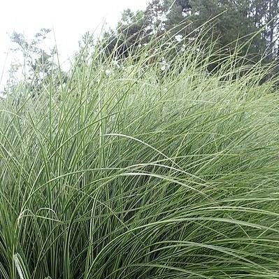 GoBuyPlants® Miscanthus Morning Light ornamental grass bush with tall, feathery plumes and slender green leaves.