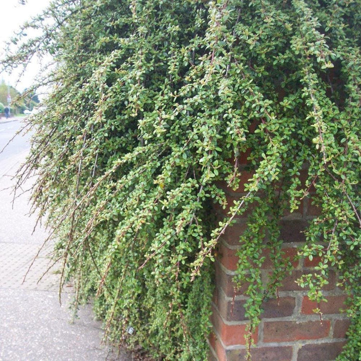 Cotoneaster Coral Beauty bush by GoBuyPlants® showcasing vibrant coral-red berries and lush green foliage.