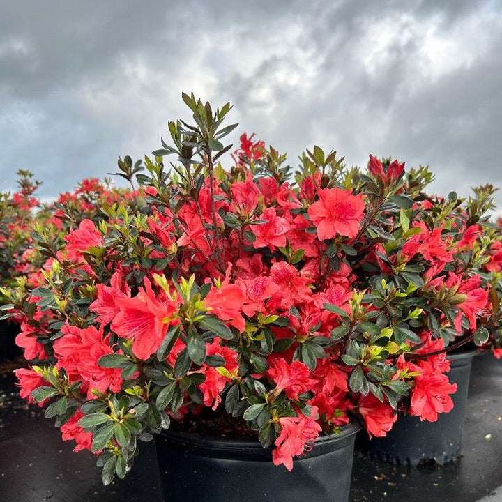 Azalea Encore Autumn Sunset bush in bloom with vibrant orange and red flowers, part of GoBuyPlants&