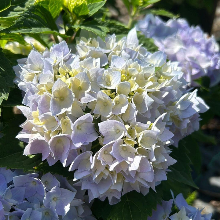 Hydrangea m. Penny Mac bush from GoBuyPlants® with lush green foliage and vibrant flower clusters.