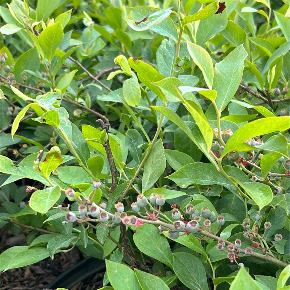 Vaccinium Premier ~ Rabbiteye Blueberry