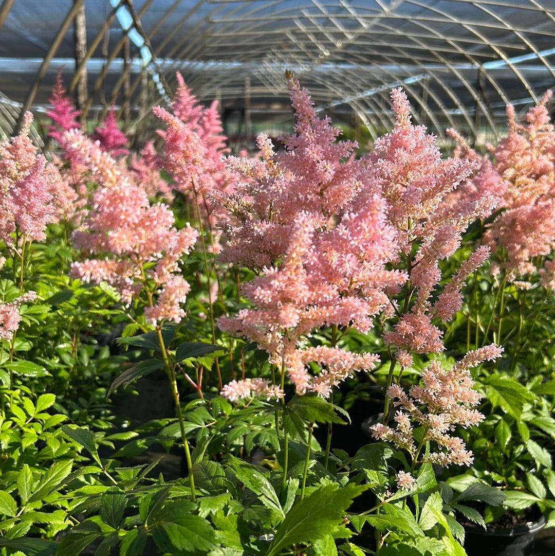 Astilbe Europa bush with feathery pink flowers and lush green foliage, ideal for garden decoration.