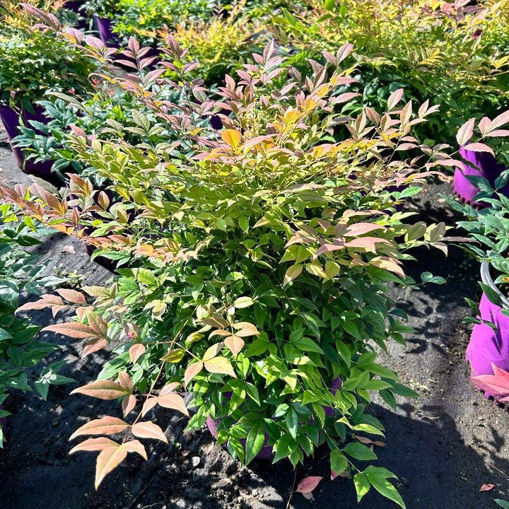 Nandina Cool Glow® Pomegranate bush showing vibrant green and red foliage, part of GoBuyPlants® bushes and trees collection.