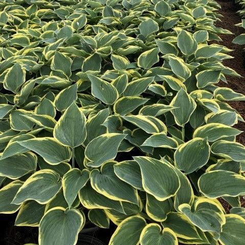 GoBuyPlants® Hosta First Frost bush with lush green foliage, ideal for shaded garden beds and landscape planting.