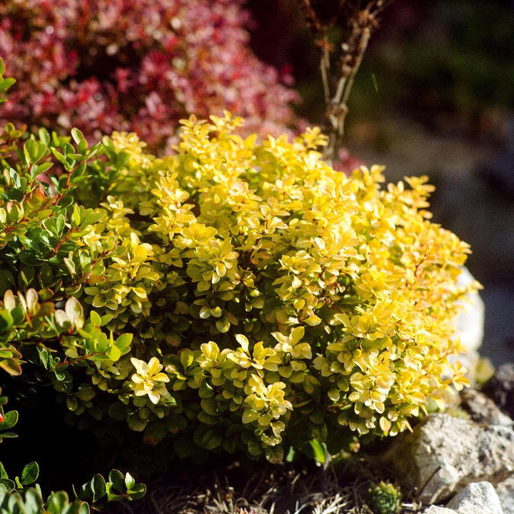 Barberry Tiny Gold bush, a small ornamental shrub with vibrant yellow foliage, from GoBuyPlants® in a garden setting.