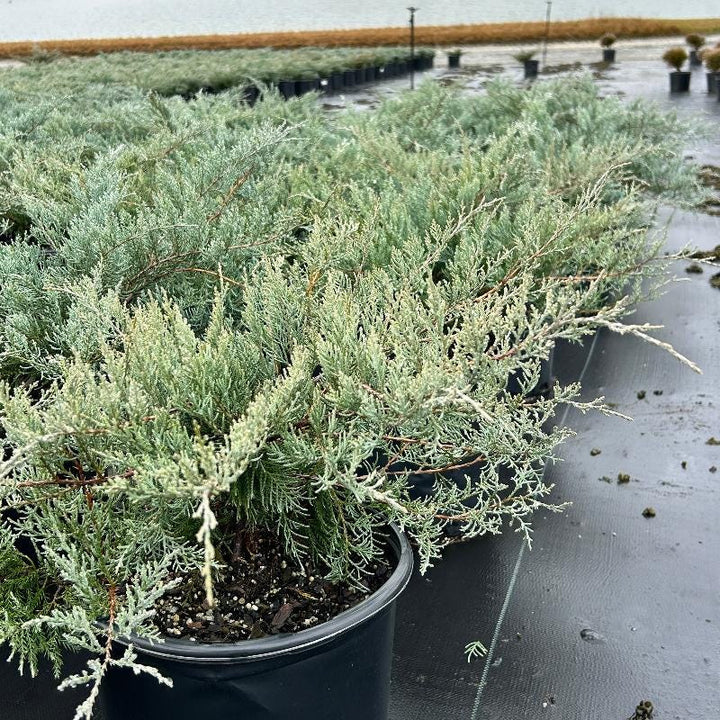 Juniper Grey Owl bush from GoBuyPlants® featuring dense, grey-green foliage ideal for garden landscaping.