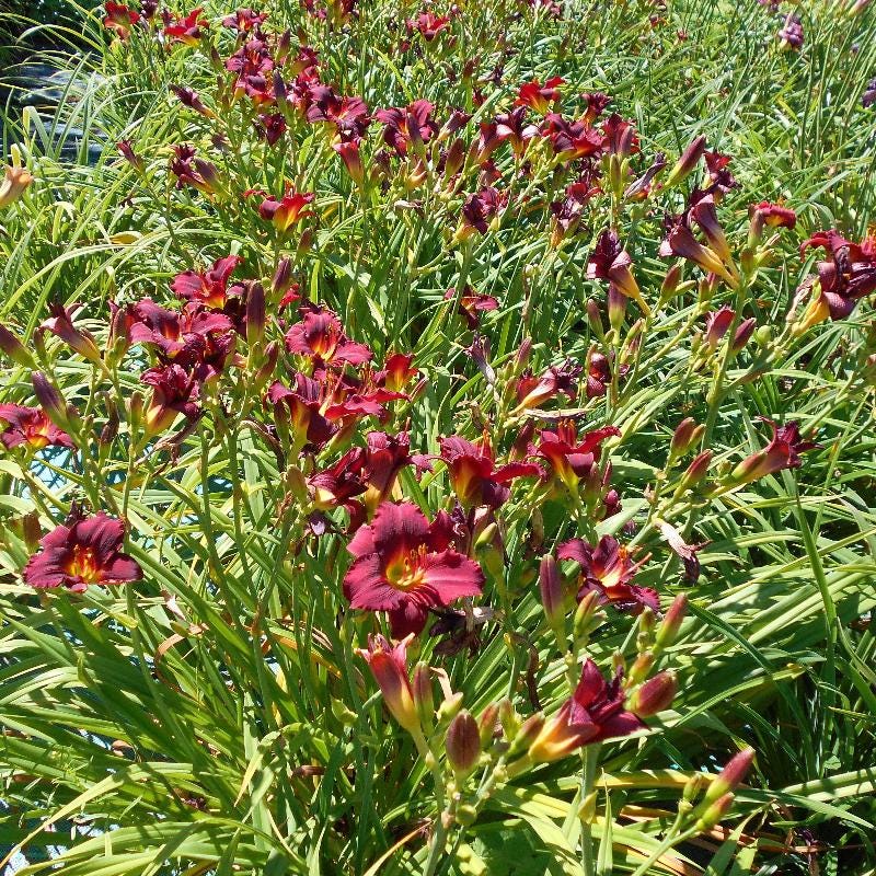 Bright red Hemerocallis Pardon Me flowering shrub from GoBuyPlants® with multiple blooms and green foliage.