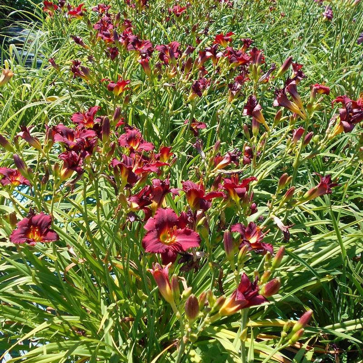Bright red Hemerocallis Pardon Me flowering shrub from GoBuyPlants® with multiple blooms and green foliage.