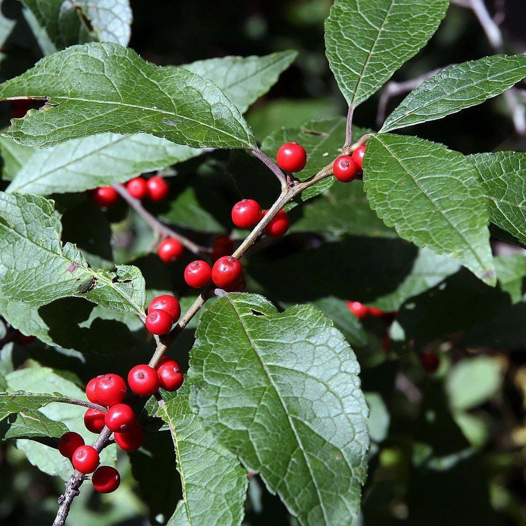 Red Ilex Winter Red bush from GoBuyPlants® with glossy red berries and evergreen leaves, ideal for winter landscape decoration.