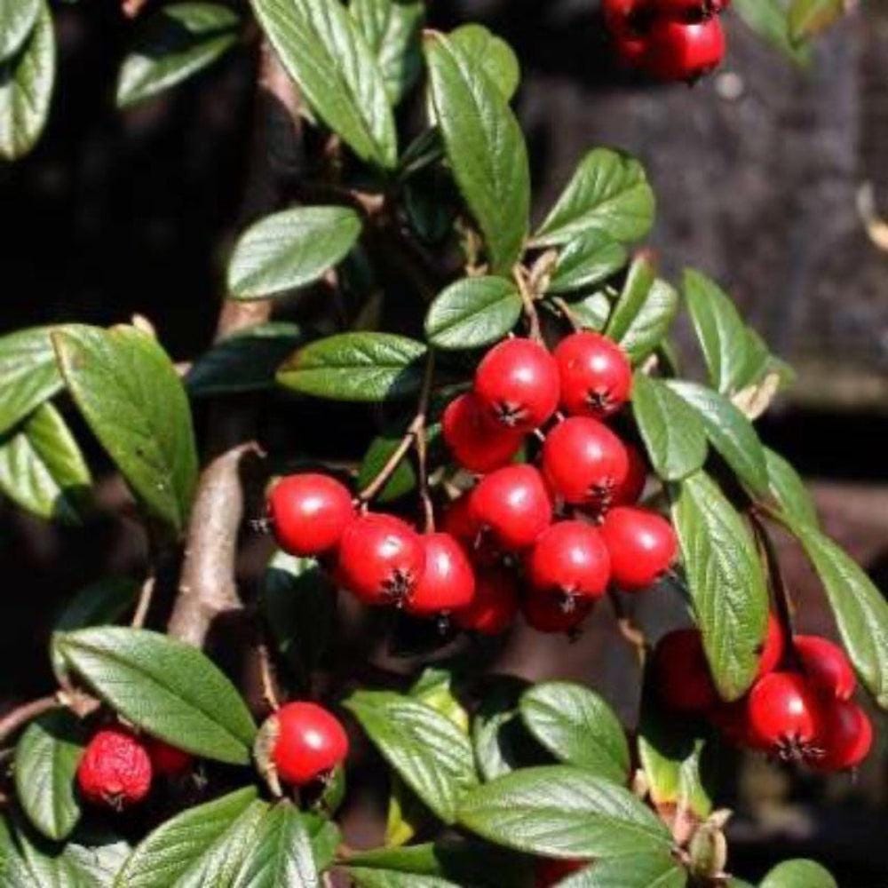 Coral Beauty Cotoneaster bush by GoBuyPlants® with vibrant red-orange berries and lush green foliage.