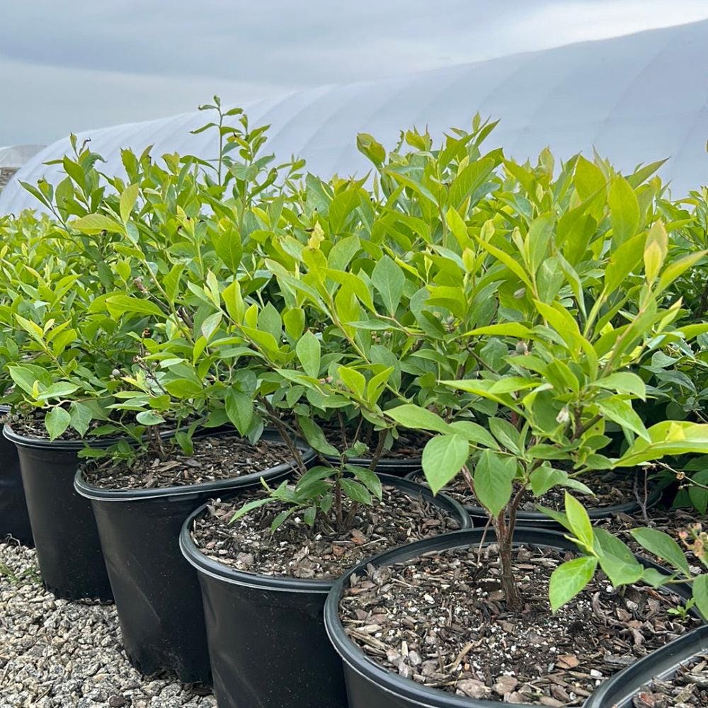 Vaccinium Premier ~ Rabbiteye Blueberry