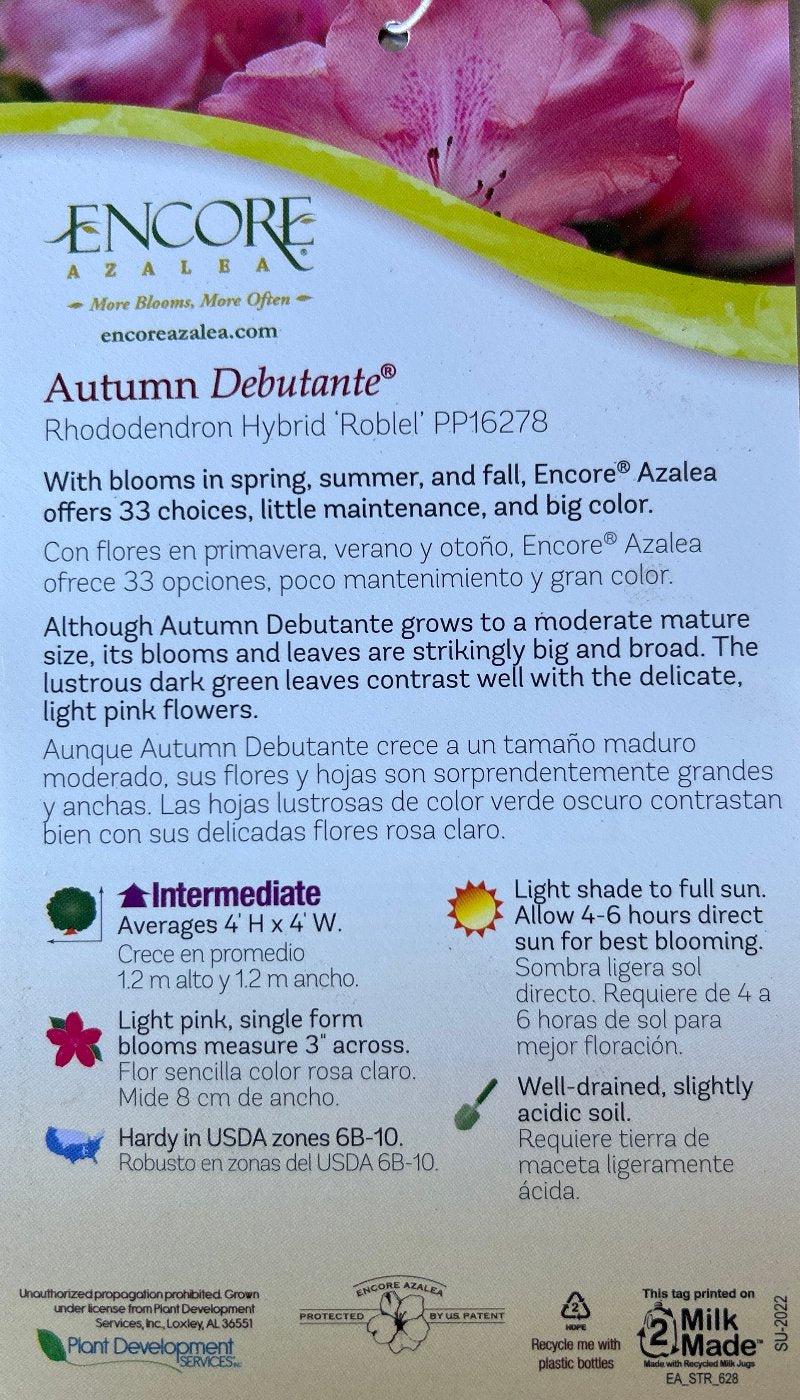 Azalea Encore Autumn Debutante bush featuring vibrant autumn foliage, lush green leaves, and branching structure, healthy and full.